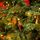 Christmas Tree With Mixed Silicone Needles, Lights, Pine Cones And Berries PE+PVC 210 CM  - ნაძვის ხე შერეული სილიკონის წიწვებით განათებით,გირჩით და კენკრით, 5 image