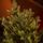 Christmas Tree PE+PVC 210 CM Green - ნაძვის ხე შერეული სილიკონის წიწვებით, 7 image