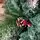 Merrywood Christmas Tree 180 CM With Pine Cones And Berries ნაძვის ხე დათოვლილი ბოლოებით გირჩით და კენკრით (OT024), 11 image