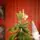 Christmas Tree PE 180 CM Green  - ნაძვის ხე 100% სილიკონი, 10 image