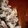 Northwind Snow-Covered Christmas Tree  240 CM - დათოვლილი ნაძვის ხე, 2 image