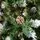Winter Bloom Christmas Tree  210 CM With Snow-Covered Branches, Pine Cones And Berries - ნაძვის ხე დათოვლილი ბოლოებით, გირჩით და კენკრით, 6 image