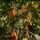 Christmas Tree PE 240 CM Green  - ნაძვის ხე 100% სილიკონი, 6 image