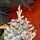 Snow-Covered Christmas Tree PE+PVC 240 CM - დათოვლილი ნაძვის ხე შერეული სილიკონის წიწვებით, 3 image