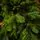 Christmas Tree PE 240 CM Green  - ნაძვის ხე 100% სილიკონი, 11 image