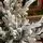 Snow-Covered Christmas Tree PE+PVC 240 CM - დათოვლილი ნაძვის ხე შერეული სილიკონის წიწვებით, 12 image