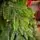 Christmas Tree PE 210 CM Green  - ნაძვის ხე 100% სილიკონი, 8 image