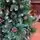 Merrywood Christmas Tree 180 CM With Pine Cones And Berries ნაძვის ხე დათოვლილი ბოლოებით გირჩით და კენკრით (OT024), 4 image