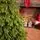 Christmas Tree PE 180 CM Green  - ნაძვის ხე 100% სილიკონი, 3 image