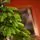 Christmas Tree PE 180 CM Green  - ნაძვის ხე 100% სილიკონი, 8 image