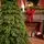 Christmas Tree PE 210 CM Green  - ნაძვის ხე 100% სილიკონი, 7 image