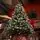 Winter Bloom Christmas Tree  210 CM With Snow-Covered Branches, Pine Cones And Berries - ნაძვის ხე დათოვლილი ბოლოებით, გირჩით და კენკრით, 3 image