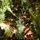 Christmas Tree PE + PVC 240 CM - ნაძვის ხე შერეული სილიკონის წიწვებით, 2 image