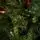 Christmas Tree PE + PVC 240 CM - ნაძვის ხე შერეული სილიკონის წიწვებით, 6 image