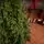 Christmas Tree PE 240 CM Green  - ნაძვის ხე 100% სილიკონი, 10 image