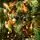 Christmas Tree PE + PVC 210 CM - ნაძვის ხე შერეული სილიკონის წიწვებით, 5 image