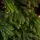 Christmas Tree PE 240 CM Green  - ნაძვის ხე 100% სილიკონი, 4 image