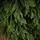 Christmas Tree PE 240 CM Green  - ნაძვის ხე 100% სილიკონი, 8 image