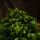 Christmas Tree PE 240 CM Green  - ნაძვის ხე 100% სილიკონი, 2 image