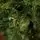 Christmas Tree PE + PVC 210 CM - ნაძვის ხე შერეული სილიკონის წიწვებით, 8 image