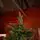 Christmas Tree PE + PVC 240 CM - ნაძვის ხე შერეული სილიკონის წიწვებით, 9 image