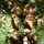 Winter Bloom Christmas Tree  210 CM With Snow-Covered Branches, Pine Cones And Berries - ნაძვის ხე დათოვლილი ბოლოებით, გირჩით და კენკრით, 5 image