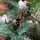 Merrywood Christmas Tree 180 CM With Pine Cones And Berries ნაძვის ხე დათოვლილი ბოლოებით გირჩით და კენკრით (OT024), 7 image