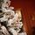 Snow-Covered Christmas Tree  240 CM - დათოვლილი ნაძვის ხე, 2 image