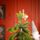 Christmas Tree PE 180 CM Green  - ნაძვის ხე 100% სილიკონი, 10 image