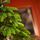 Christmas Tree PE 180 CM Green  - ნაძვის ხე 100% სილიკონი, 8 image