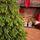 Christmas Tree PE 180 CM Green  - ნაძვის ხე 100% სილიკონი, 3 image