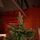 Christmas Tree PE + PVC 240 CM - ნაძვის ხე შერეული სილიკონის წიწვებით, 9 image
