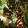 Christmas Tree PE + PVC 240 CM - ნაძვის ხე შერეული სილიკონის წიწვებით, 2 image