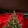 Kovalivian Christmas Tree Green With 100% Silicone PE 250 CM - ნაძვის ხე 100% სილიკონი, 3 image