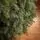 Kovalivian Christmas Tree Green With 100% Silicone PE 250 CM - ნაძვის ხე 100% სილიკონი, 9 image