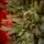 Christmas Tree საახალწლო ნაძვის ხე სილიკონის წიწვებით 240 CM (OT2329), 4 image