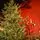 Christmas Tree 100 % Silicone Needle 220 CM - ნაძვის ხე 100% სილიკონი, 5 image