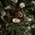 Christmas Tree With Pine Cones საახალწლო ნაძვის ხე გირჩებით 270 სმ, 5 image