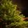 Grace Slim Christmas Tree PE 240CM 100 % Silicone Needle - ნაძვის ხე 100% სილიკონი, 4 image
