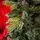 Diamant Green Christmas Tree With Mixed Silicone Needle And Red Viburnum Berries PE+ PVC 200CM - ნაძვის ხე შერეული სილიკონის წიწვებით და კენკრით, 15 image