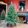 Christmas Tree PE With Pine Cones 180 CM - ნაძვის ხე 100% სილიკონი, გირჩით