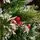 Christmas Tree With Snow-Covered Branches And Berries 180 CM ნაძვის ხე დათოვლილი ბოლოებით და კენკრით (OT2077), 5 image