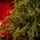 Alpine Star Christmas Tree Green 240 CM PE  საახალწლო ნაძვის ხე, 100% სილიკონი, 10 image