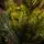 Holandiia Christmas Tree With Olive Tips PE 210 CM საახალწლო ნაძვის ხე, 100% სილიკონი, 10 image