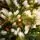 Christmas Tree With Lights 180 CM PE+PVC საახალწლო ნაძვის ხე, შერეული სილიკონის წიწვებით და განათებით, 4 image