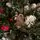 Christmas Tree With Pine Cones საახალწლო ნაძვის ხე გირჩებით 210  სმ, 5 image