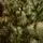 Scandinavian Christmas Tree PE 210 CM  With Blue Tips  საახალწლო ნაძვის ხე 100% სილიკონი, 7 image