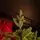 Alpine Star Christmas Tree Green 240 CM PE  საახალწლო ნაძვის ხე, 100% სილიკონი, 3 image