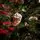 Christmas Tree With Pine Cones საახალწლო ნაძვის ხე გირჩებით 210  სმ, 9 image