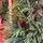 Christmas Tree PE With Pine Cones 180 CM - ნაძვის ხე 100% სილიკონი, გირჩით, 5 image